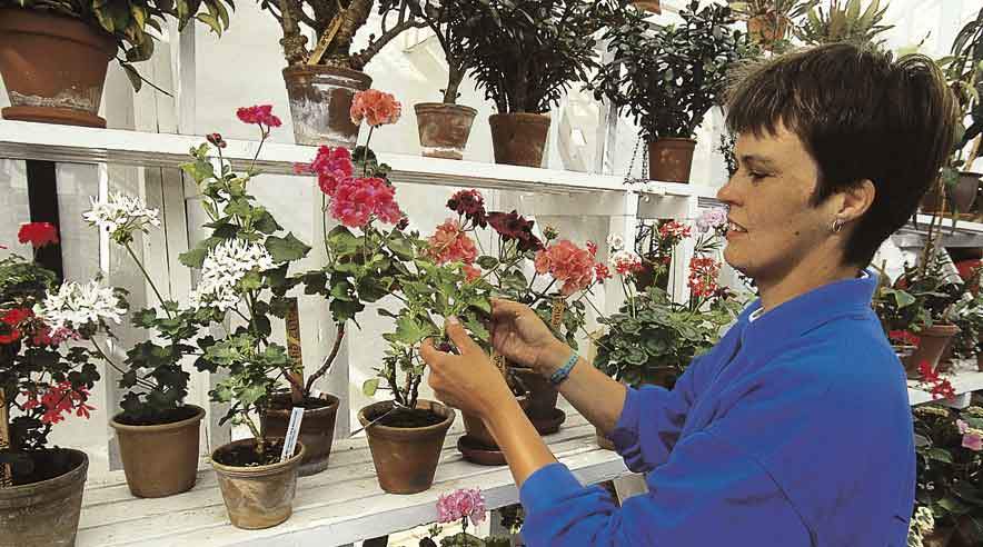 Især potteplantegartnerierne klarer sig dårligt. Kun 30 procent af dem har haft overskud i 2005. 