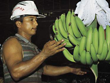 Det er livsfarligt at være fagligt aktiv bananarbejder i Guatemala. Lokal fagforening frygter for en fordvundet tillidsmands liv.