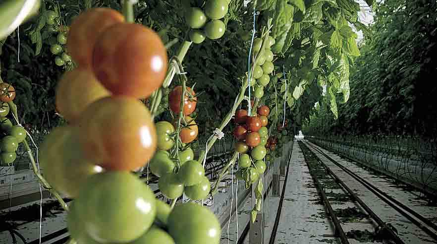 Alfred Pedersen & Søns fremgang kommer kort efter, gartneribranchen har beklaget sig over de hårde vilkår for produktion af grøntsager i Danmark på grund af høje energipriser og voldsom konkurrence på lønninger fra udlandet. (Arkivfoto: Nils Lund Pedersen)