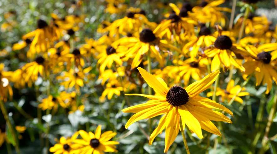 Et staudebed ser flot ud, når rimfrosten sætter sig på de mange edderkoppespind en vintermorgen. (Foto: Per Daugaard).