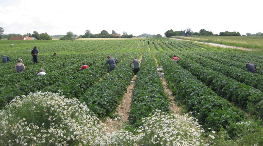 143 jordbærplukkere har penge til gode ifølge dom ved Arbejdsretten. Men Lykkesholm vil ikke betale, så 3F har nu pudset fogeden på virksomheden. (Arkivfoto)