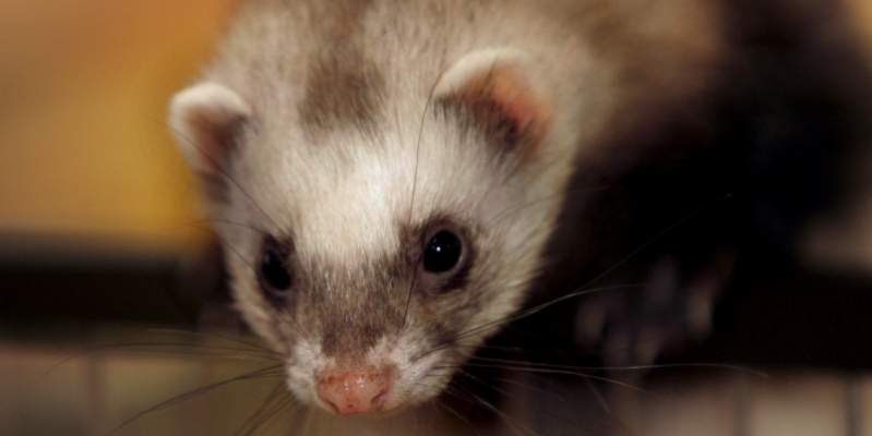 Danmarks største minkpelseri har ikke villet skrive under på, at ansatte skal have løn efter overenskomsten. Derfor har 3F nu iværksat konflikt mod pelseriet. (Foto:Colourbox)