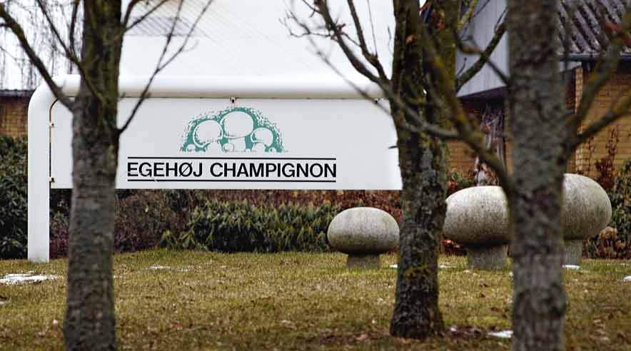 21 af de 38 polske vikarer, som Egehøj havde hyret gennem JS-Consulting bliver nu ifølge direktør Kent Stenvang fastansat på samme 3F-overenskomst, som de danske medarbejdere, der stadig arbejder på Danmarks største champignongartneri. (Foto: Rikke Madsen)