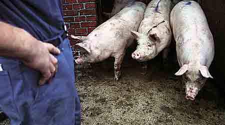 Svineproducenten hævdede i sin ansøgning til Udlændingestyrelsen, at han havde tegnet overenskomst med 3F, men det afvises af 3F Holstebro.  (Arkivfoto)