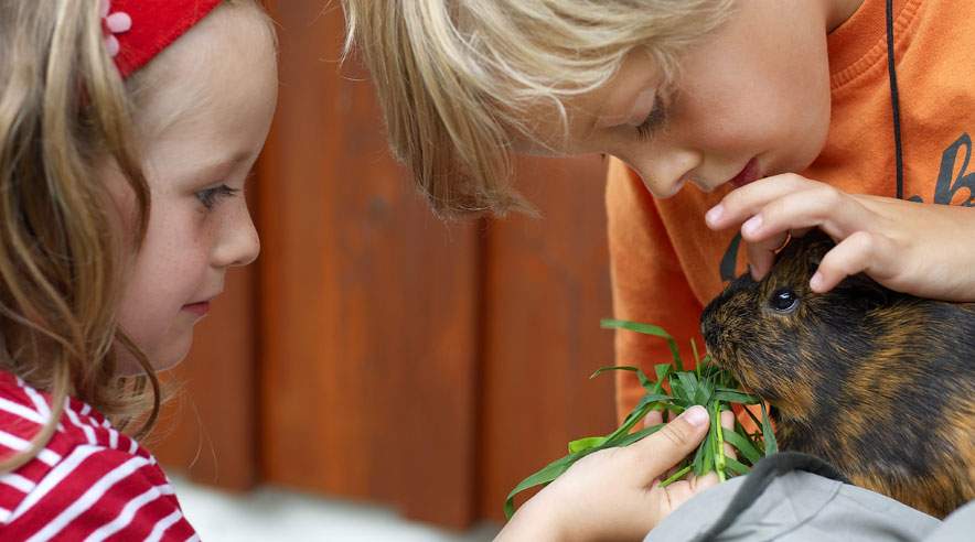 Kæledyr har gennem tiderne lagt ører til mange betroelser og ofte været den bedste ven for ejeren.  (Foto: Colourbox)