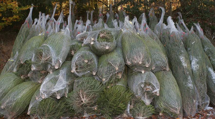 Mindre nedbør og varmere vejr bliver en udfordring for fremtidens juletræsdyrkere. (Foto: Colourbox)