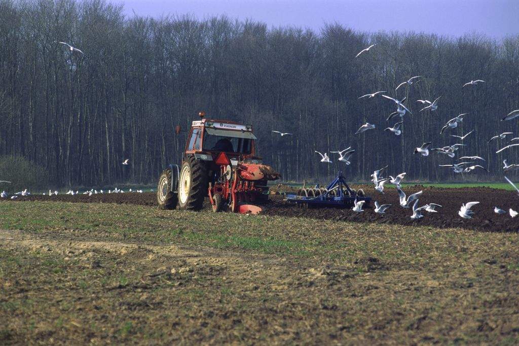 Ledelsen for Grindsted Landbrugsskole har afvist at fusionere eller lave et samarbejde med Borris Landbrugsskole, som dermed er akut truet af lukning.  (Foto: Henrik Pyndt Sørensen)