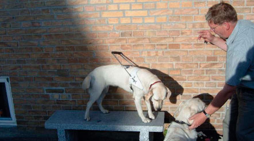 Preben Christensen træner altid to førerhund ad gangen. ((Foto: Preben Christensen))