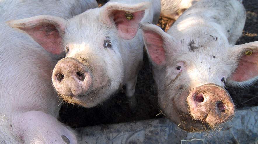 Især inden for landbruget er der mange korte praktikaftaler, hvor blot syv måneders aftale kan udløse en præmie på 50.000 kroner.