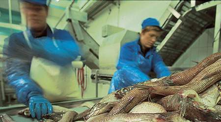 Fiskeindustrien i Nordjylland vil blive ramt af stramninger i supplerende dagpenge. (Arkivfoto.)