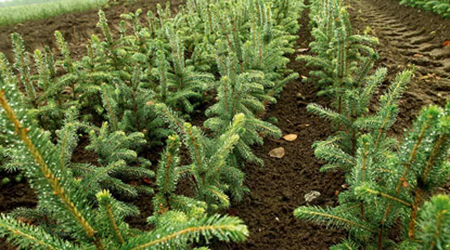 3F Aalborg fik torsdag et tip om, at der boede polske piger på Willestrup Gods, og sammen med TV 2 Nord aflagde de godset et besøg. Tippet holdt stik, og man fandt de polske piger, der klipper pyntegrønt, arbejdende i en uopvarmet gammel stand ved arbejdsborde lavet af gamle paller.