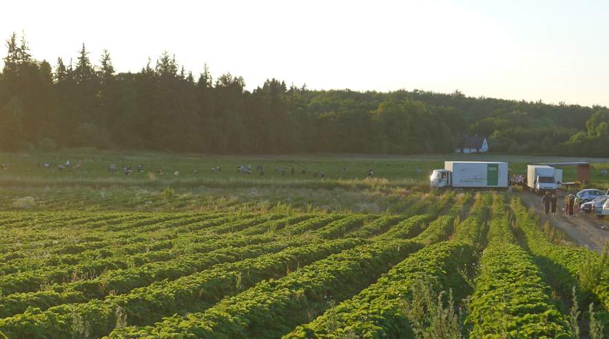 Da Fagbladet 3F tirsdag aften tjekker forholdene, er mange udlændinge i gang med at plukke jordbær for Lykkesholm. 
