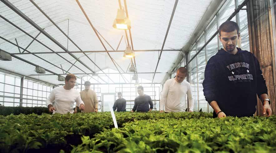 Bulgarske gartnerelever fra erhvervsskolen Dalum Uddannelsescenter får blot 55 kroner i timen på flere fynske gartnerier, selvom de arbejder som ufaglærte medarbejdere.  (Foto: Rikke Madsen.)