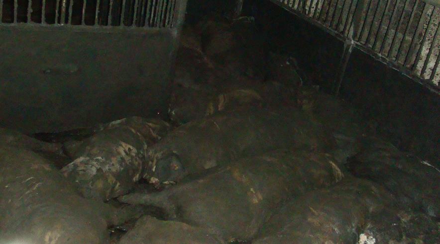 3F kræver knap 24.000 kroner for manglende løn til elev, der var ansat hos nordjysk landmand, som forleden fik en bøde for at dumpe døde grise i gylletank.