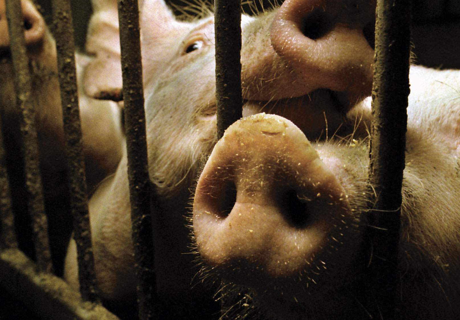 Jørgen Tørnæs og Søren Gades svinefarm i Rusland skal efter planen producere 60.000 slagtesvin om året - seks gange så meget som en dansk svineproducent må producere - men indtil videre er projektet forsinket. (Arkivfoto)