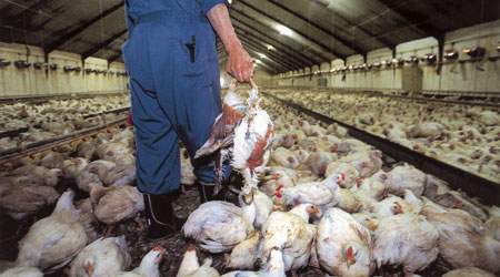 Fjerkræavlere skal have dækket deres tab af EU. Slagterierne og de ansatte kan intet få. Det skal laves om, mener 3F.