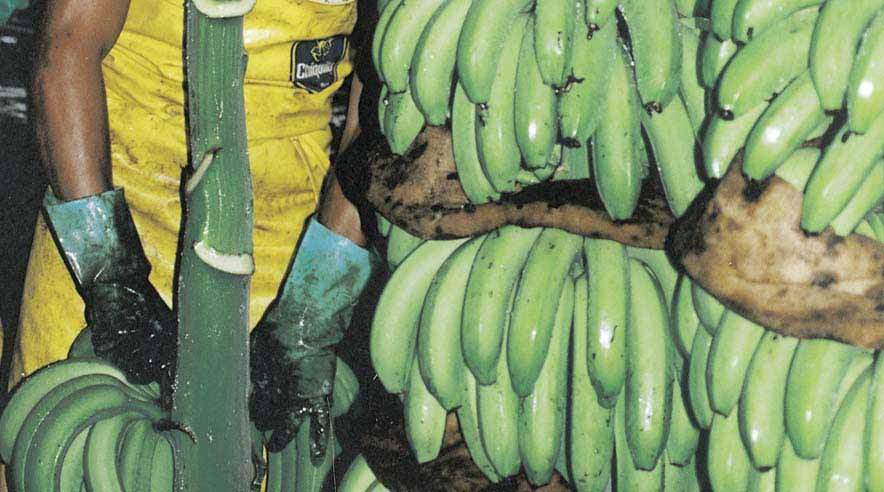 Chiquita har længe forsøgt at blive bananproducenternes duks med åbne regler for adfærd over for blandt andre ansatte og fagforeninger. 