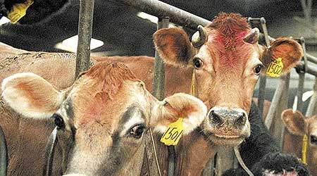 Myndighederne vil fremover  kigge efter illegal arbejdskraft  i staldene hos danske landmænd.