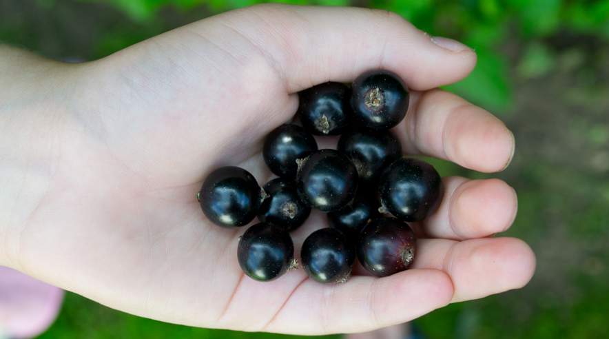 De er propfyldte med vitaminer og mineraler, og så smager de godt og gavner din sundhed og skønhed. (Foto: Colourbox)
