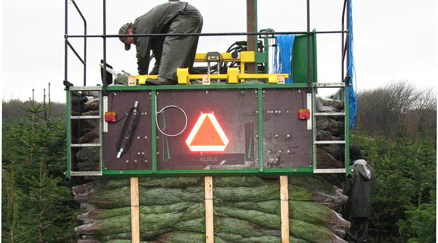 Polske skovarbejdere arbejder uden dansk overenskomst i en juletræsplantage nær Støvring. (Foto: Morten Halsskov)