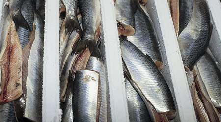 Det er produktionen af røgvarer, der risikerer at ende i Polen, mens den øvrige produktion i Glyngøre ikke bliver berørt.