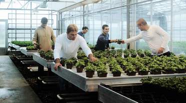 De gartnere, der plukker tomater i drivhuset eller arbejder med blomster på marken, må ikke få en nær så stor lønstigning som de gartnere, der anlægger en have.  (Foto: Rikke Madsen.)