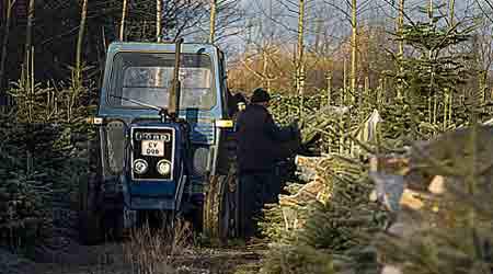 20-30 polakker skærer pyntegrønt i Jægerspris Skovdistrikt. Polakkerne arbejder for en underentreprenør, som Hedeselskabet Skov og Landbrug A/S har hyret via en anden underentreprenør. Ingen af underentreprenørne er registeret ved Told og Skat.

Billedet stammer fra en granplantage og har ikke noget med hedeselskabets underentreprenør at gøre. (Foto: Michael Bo Rasmussen)