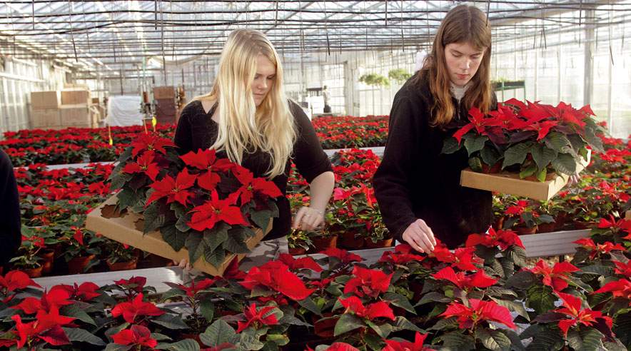 Op mod 20.000 gartnere, skovarbejdere og landbrugsassistenter er tæt på at få en ny overenskomst.  (Arkivfoto.)