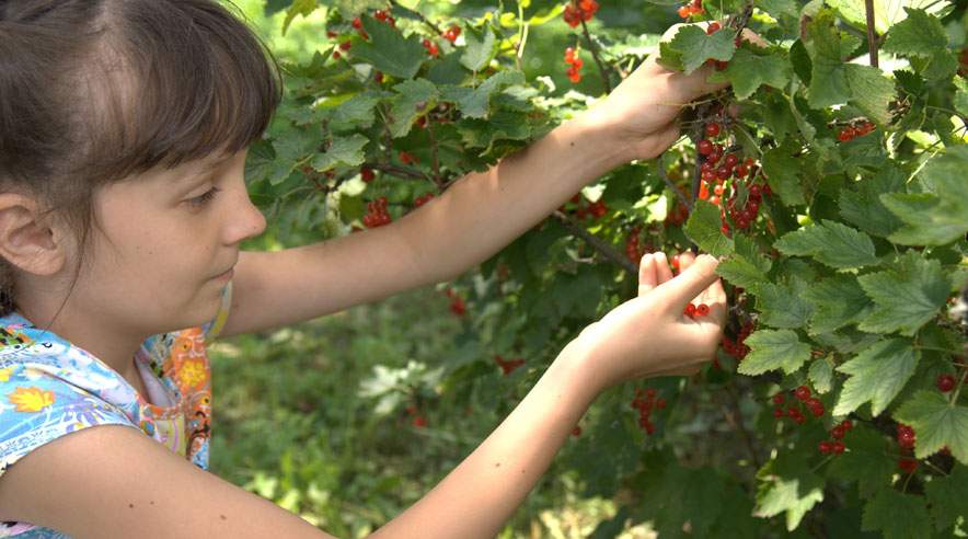Der er lige nu masser af bær i skoven. Så tag ungerne med ud og saml mad i skoven. (Foto: Colourbox)