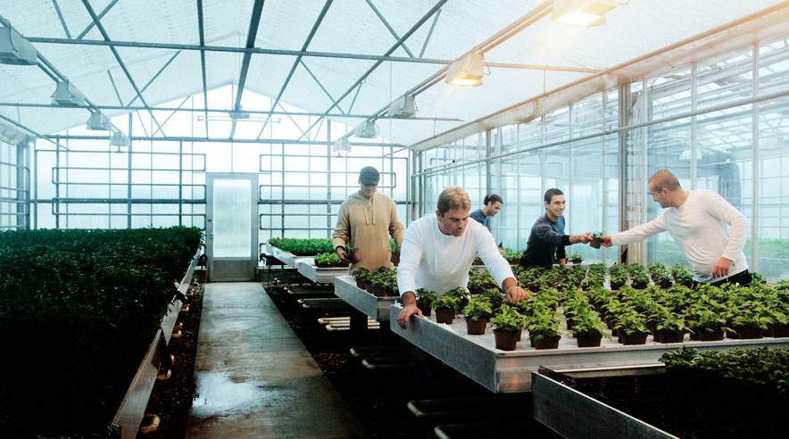 Fire fynske gartnerier bliver nu mødt med et krav på en million kroner fra 3F. (Foto: Rikke Madsen)