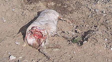 Der blev observeret klart uhygiejniske forhold, idet et stykke af skinken var flået af det ene svin, og et andet svin var der spist eller hakket af. Dette medfører stor risiko for spredning af eventuel smitte via vilde dyr til andre besætninger, skriver Miljøcenter Østjylland i deres indberetning til Ebeltoft Kommune.  (Foto: Miljøcenter Østjylland)