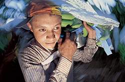 Bananarbejdere i Mellemamerika kan forvente støtte fra den nystiftede forening, Global Solidaritet. (Arkivfoto: Søren Zeuth)