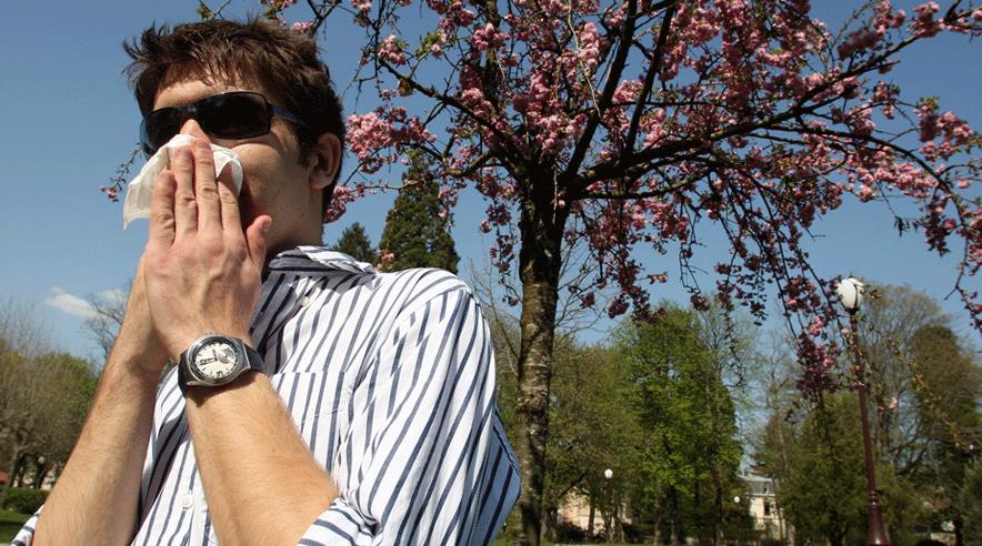 Står den på snot og hoste i pollensæsonen, så find ud af, hvad du er allergisk overfor, og tag en tur til lægen. (Colourbox)