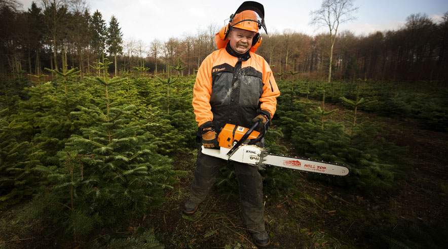 3F'eren John Peitersen har fældet træer og juletræer i 32 år. Han køber altid selv en nordmannnsgran som juletræ. (Foto: Per Johansen)