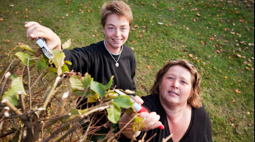Elisabeth Berggreen (tv) og Helle Ipsen (th) er i gang med at pleje bøgehækken så den bliver lige til næste gang den springer ud. (Foto: Per Daugaard).