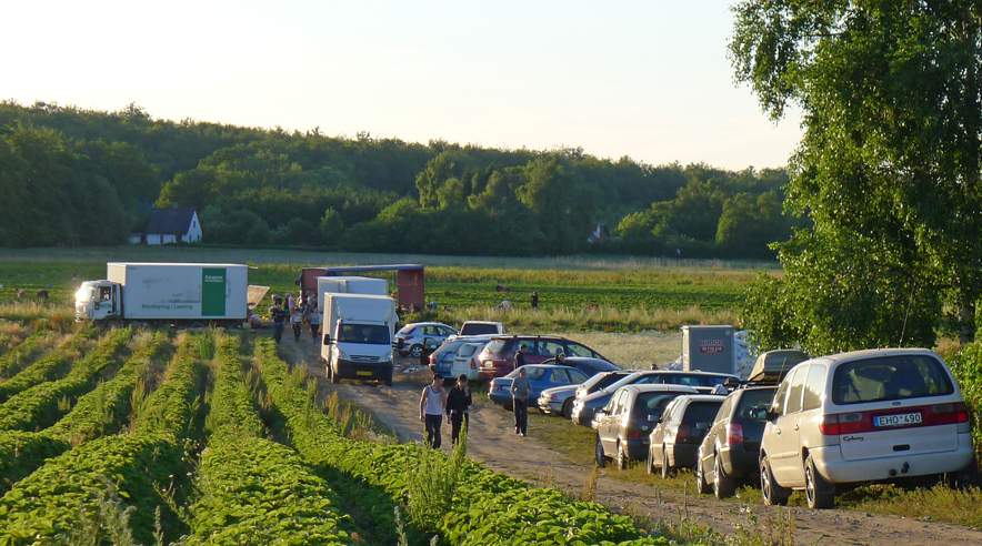 Mange litauere plukker i denne sommer jordbær for Lykkesholm, som stadig skylder 1,3 millioner kroner efter dom for lav løn til udenlandske plukkere i 2009.  (Foto: Privat)