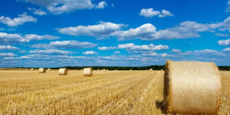 Der kan høstes 2.200 nye job og grøn energi for milliarder, hvis nyt vestjysk bioraffinaderi bliver til virkelighed. Her skal halm laves om til bioethanol. (Arkivfoto)