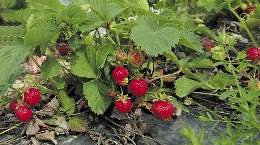 SF's Ole Sohn vil rejse sagen om statens formidling af job til underbetalte jordbærplukkere over for beskæftigelsesminister Claus Hjort Frederiksen. (Arkivfoto)