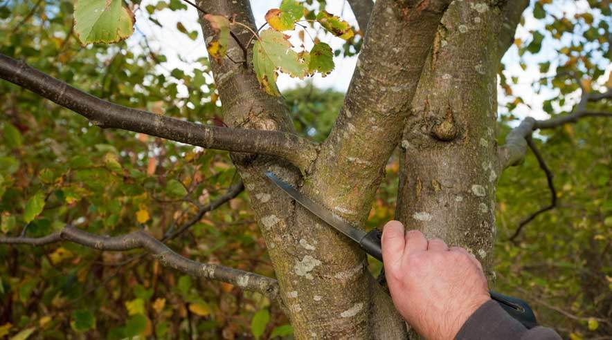 Sørg for kun at beskære hvis højst nødvendigt, og beskær ikke i stammen, da træet kan få uroprettelige skader herved. (Foto: Per Daugaard).
