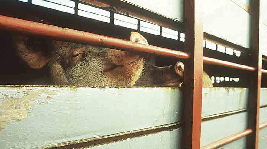 Chauffører, der transporterer svin, skal holde en pause på 45 minutter, når de har kørt 4,5 time. Til gengæld kan bybuschauffører, der transporterer mange mennesker, ofte køre syv timer uden regler om at holde pause. (Foto: Scanpix)