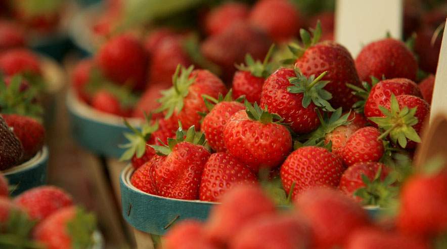 Folk med astma eller allergi, der plukker jordbær, kan få store gener ved arbejdet på grund af svampe og pollen fra jordbærplanterne. (Foto: Colourbox)