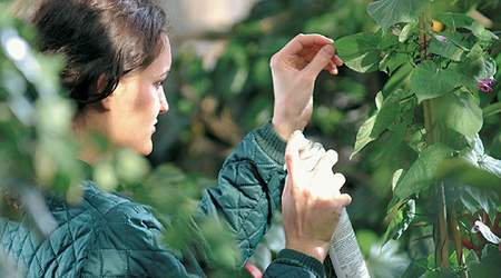 En ny overenskomst til landets op mod 20.000 gartnere, skovarbejdere og landbrugsassistenter skal ikke alene være en sag for arbejdsmarkedets parter. (Arkivfoto.)