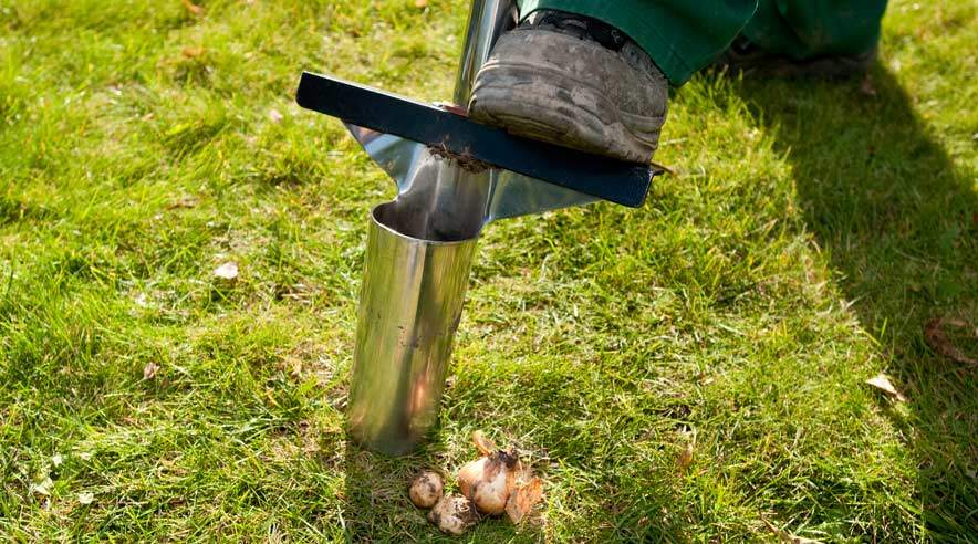 Gør klar til en flot løgplæne. (Foto: Per Daugaard).