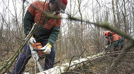 I dag er vi ikke gode nok til at udnytte mulighederne for skov og træ som bæredygtige løsninger på klima- og energiudfordringerne, mener Skovpolitisk Udvalg. (Arkivfoto)