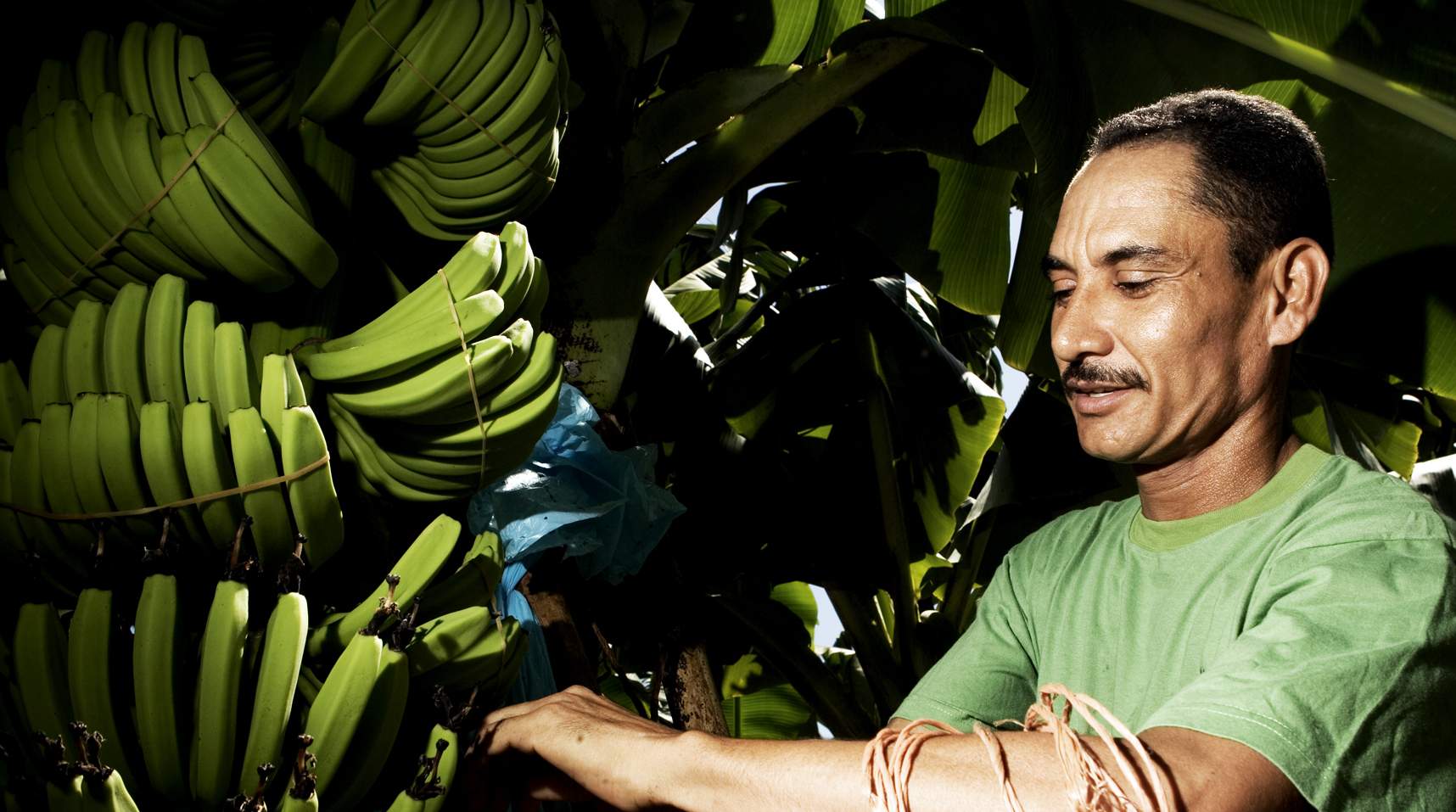 Enrique Torres fra Honduras arbejdede i flere måneder med giftimprægnerede poser på en Chiquita-plantage. Efter pres fra blandt andre 3F fjernede selskabet kemikalierne i 2005. Men der er fortsat problemer på plantager i Costa Rica. (Søren Zeuth)