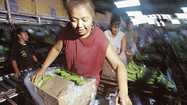 Etiske mærker og fair trade er ingen garanti for ret til fagforening i Ecuador. (Foto: Søren Zeuth.)