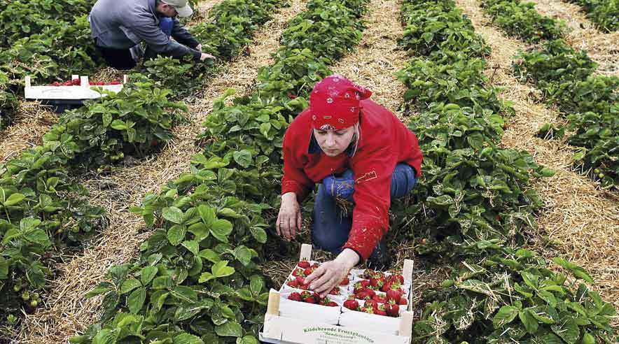 Efter tidligere at have mistet mange job til udenlandsk arbejdskraft, er der nu kommet mere arbejde til de lokale på Samsø.  (Foto: Scanpix)