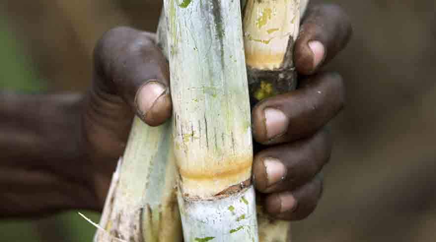 Fair trade-produkter boomer. Her er det sukker, men ellers er kaffe og kakao især en succes. (Foto: Kennet Havgaard / Max Havelaar.)