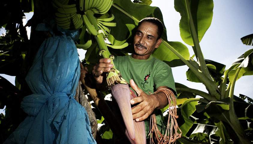 Bananarbejdere som  Enrique Torres fra Honduras kan få glæde af støtte fra 3F's ansatte. (Foto: Søren Zeuth)