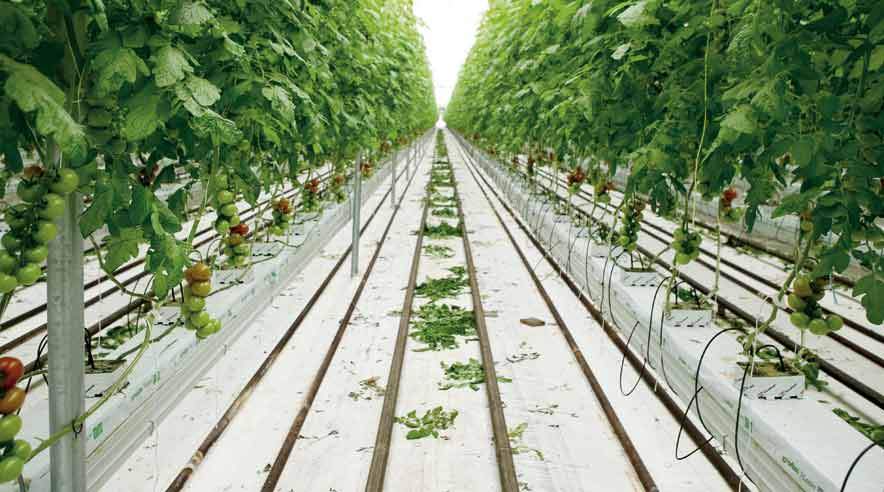 Det blev et massivt ja, da repræsentanter for landets 78 3F-afdelinger skulle stemme om det mæglingsforslag, som forligsmanden har strikket sammen for 20.000 gartnere, skovarbejdere og landbrugsassistenter.  (Foto: Niels Lund Pedersen)